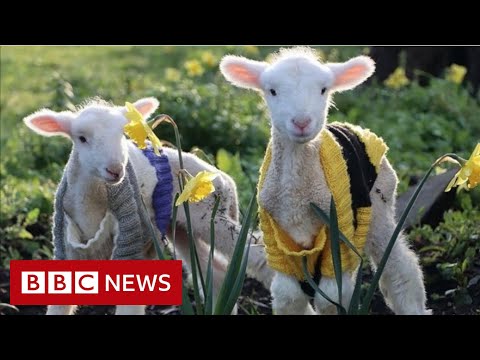 Orphan lambs get colourful jumpers in Australia – BBC News