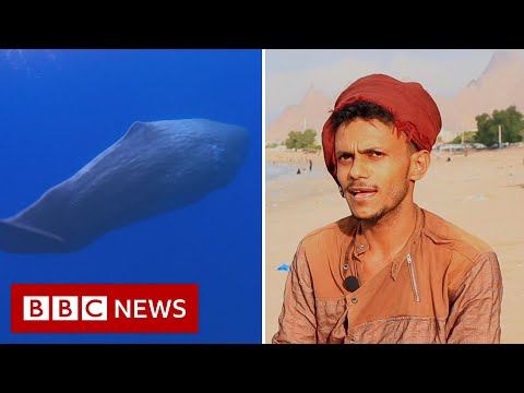 ‘We found an $1.5m ambergris fortune in a sperm whale’s belly’ – BBC News