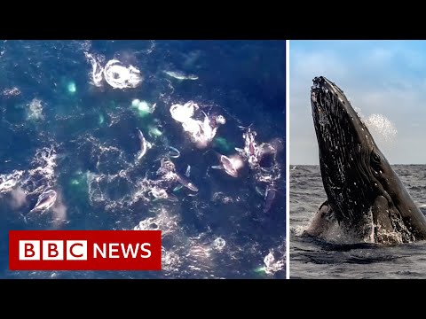 Whale super-group caught on camera – BBC News