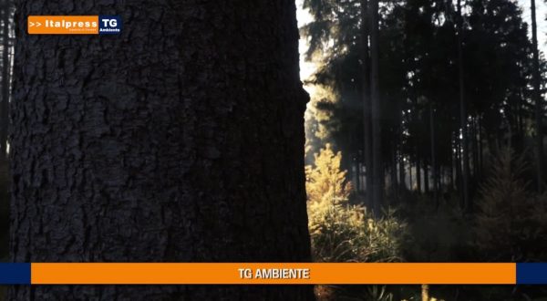 Tg Ambiente – 13/6/2021