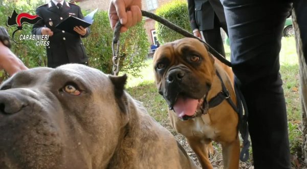 Maltrattamento cani e traffico di cuccioli, 40 denunce