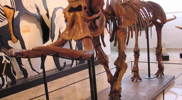 Recuperato Dna da elefante della collezione del Museo geologico Unipa