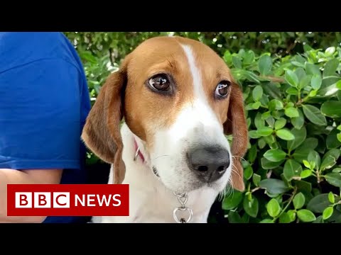 How dogs are helping the Miami rescue effort – BBC News