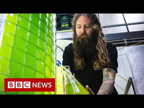 Australian craft brewery uses algae to fight climate change – BBC News