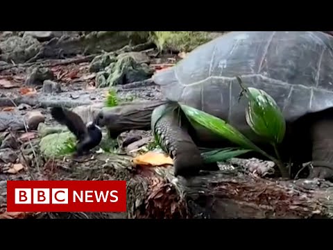 Tortoise eating a bird caught on camera – BBC News