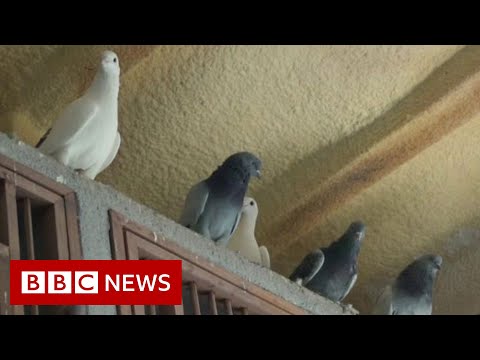 Pigeon-keeping in Istanbul on the rise – BBC News