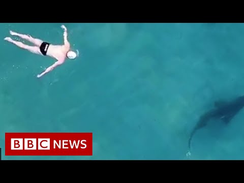 Filming ‘friendly’ shark encounters from above – BBC News