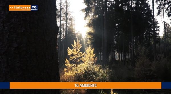 Tg Ambiente – 29/8/2021