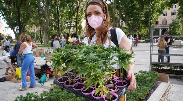 Cannabis, raggiunte 500.000 firme per referendum legalizzazione