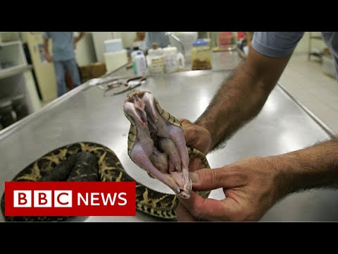 Venom from one of Brazil’s largest snakes could be used to fight Covid – BBC News