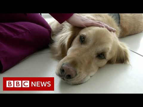 Therapy dogs lifting the spirits of children in hospital in Chile – BBC News