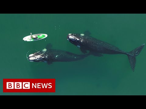 Paddle boarder’s encounter with curious whales – BBC News