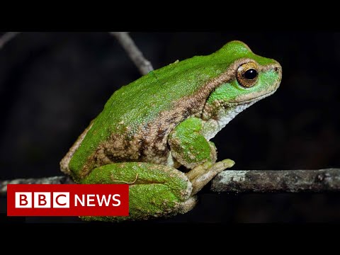 Saving Australian frog species on the brink of extinction – BBC News