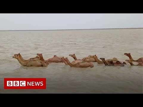 The rare Indian swimming camels under threat – BBC News