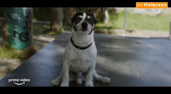 Anni da cane, il trailer