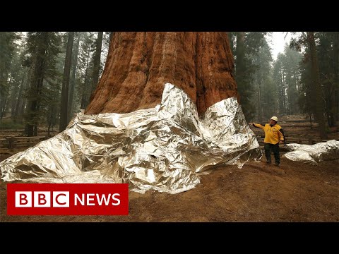 Race to save California’s sequoia trees from wildfires and extreme drought – BBC News