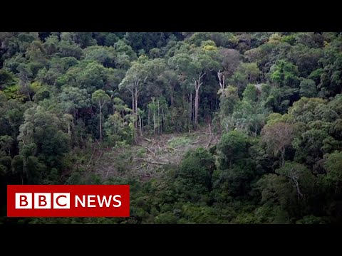 A drought with roots in the Amazon jungle – BBC News