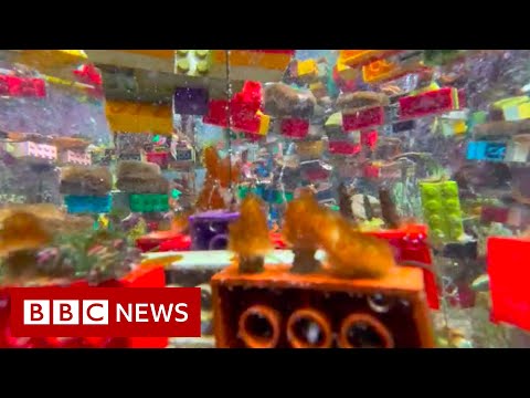 Can Lego help save Singapore’s coral reefs? – BBC News