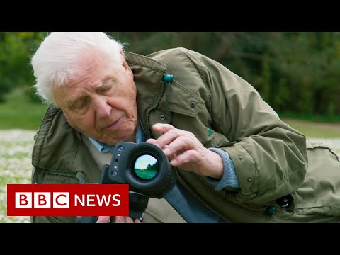 David Attenborough: ‘Act now on climate change or it will be too late’ – BBC News