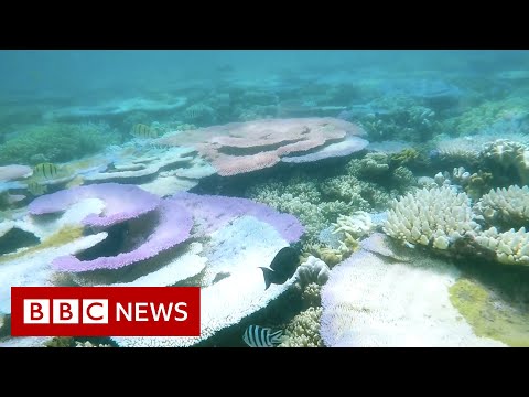 Could the Great Barrier Reef lose its world heritage status? – BBC News