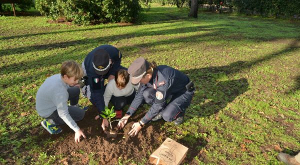 Centinaia di Alberi Falcone donati alle scuole