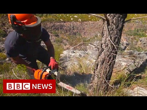 Why is Cape Town axing trees to prevent drought? – BBC News