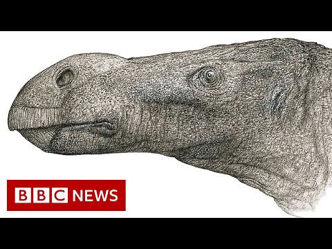 New species of dinosaur with ‘unusually large nose’ discovered – BBC News