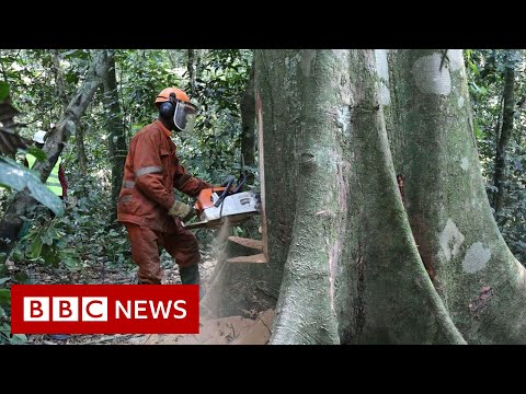 World leaders promise to end deforestation by 2030 – BBC News