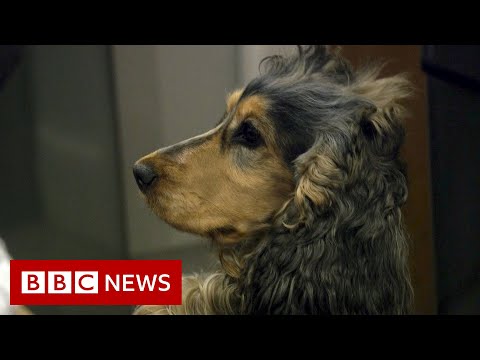 How you can help pets on fireworks night – BBC News