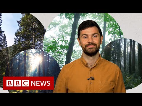 Deforestation: What’s wrong with planting new forests? – BBC News