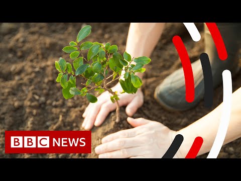 Tree Planting and Climate Change  – BBC News