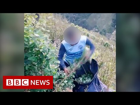 How TikTok is changing Colombia’s view of cocaine production – BBC News