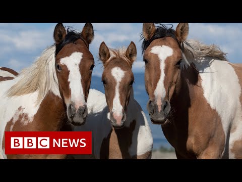 Fighting to keep the America’s wild horses wild – BBC News