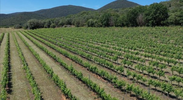 Agricoltura, giovani in prima linea per la sostenibilità