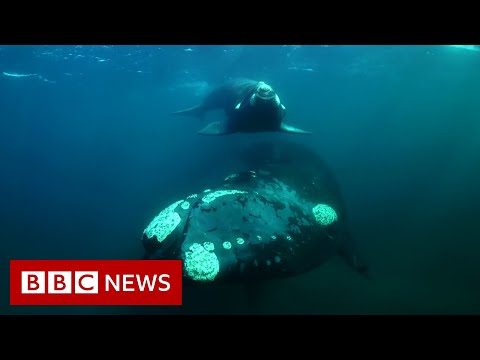 Tracking the surprise migration of southern right whales – BBC News