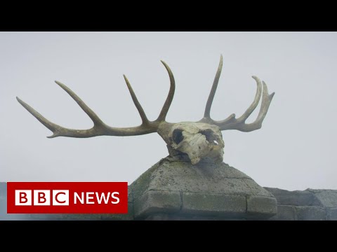 Saving Kyrgyzstan’s last reindeer – BBC News