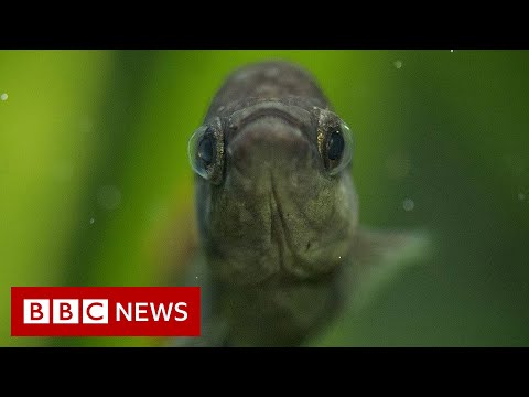 How the Tequila fish became ‘un-extinct’ – BBC News