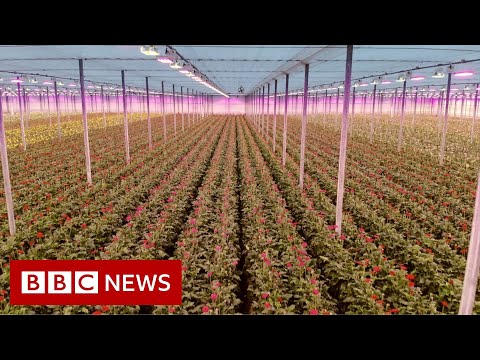 How has Brexit changed trading between the EU and the UK? – BBC News