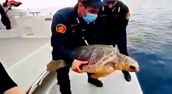 Carabinieri restituiscono al mare di Lampedusa tartaruga marina “Fiamma”