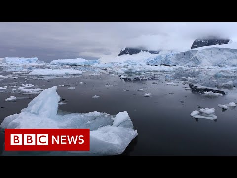 Invasive species ‘hitchhiking’ on ships to Antarctica BBC News