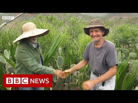 How to combine food production with reforestation – BBC News