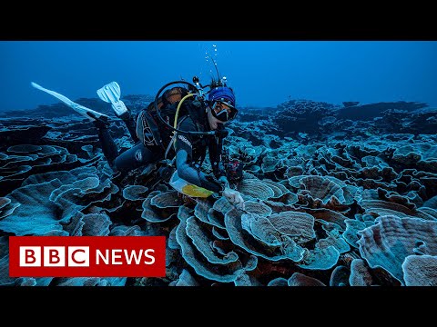 Pristine coral reef discovered off the coast of Tahiti – BBC News