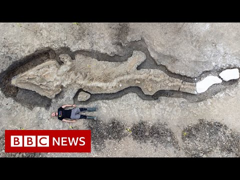 Huge fossilised ‘sea dragon’ found in UK – BBC News