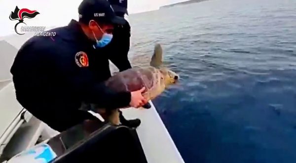 Carabinieri restituiscono al mare tartaruga marina “Fiamma”