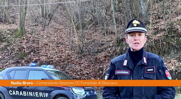 Peste suina, comandante forestale Stazzano “Nessun pericolo per uomo”