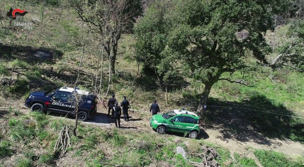 Traffico di animali, 4 denunce e 35 esemplari sequestrati nel Palermitano