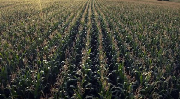 Agricoltura, corrono i rincari per grano e mais