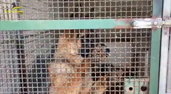 Velletri, sequestrato un allevamento abusivo di cani