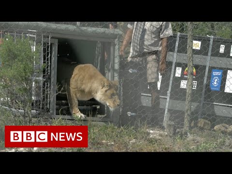 Lions rescued from circus released into nature sanctuary – BBC News