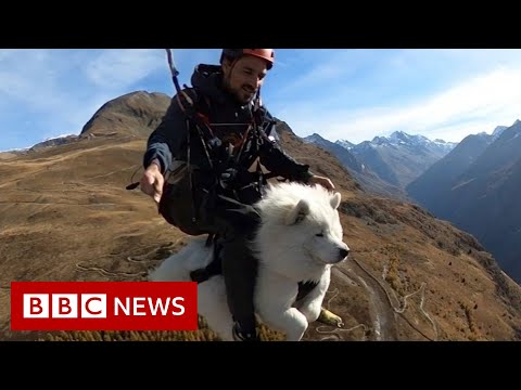 How Ouka the dog became an expert paraglider – BBC News